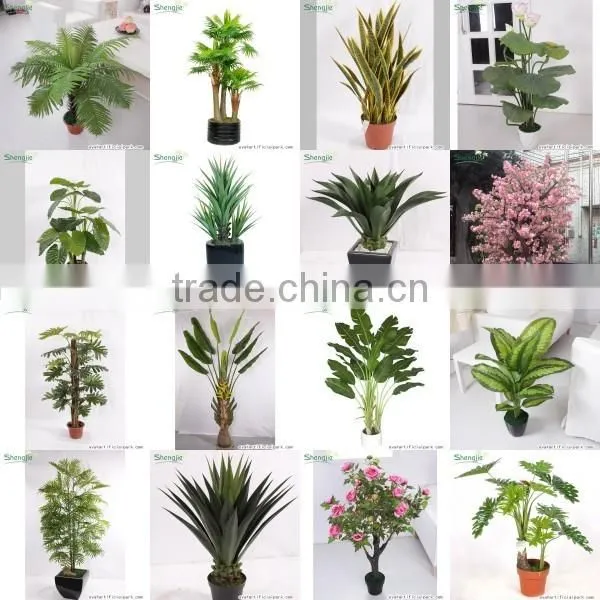 CHY060911 Guangzhou shengjie high quality bonsai for landscape