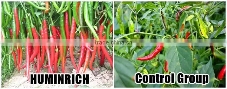 FAQ 19--Application Of Seaweed Extract Fertilizer On Vegetable