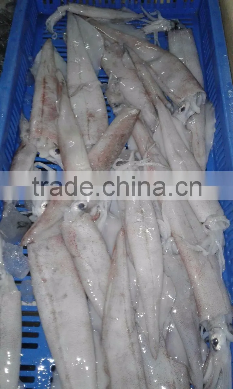 NEEDLE SQUID WHOLE