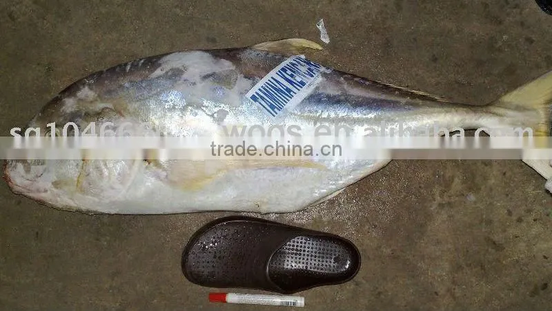 frozen yellow fin trevally fish
