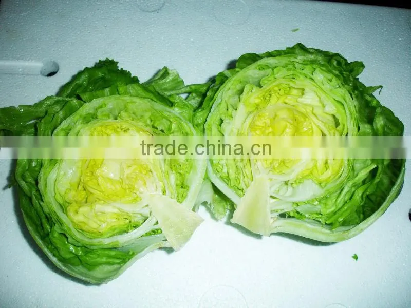 2016 Chinese decorative round shape green iceberg lettuce