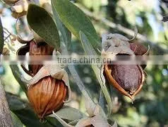 JOJOBA OIL COLD PRESSED