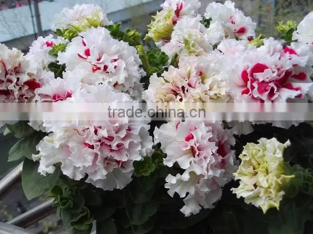 Flower Fulvic acid fertilizer