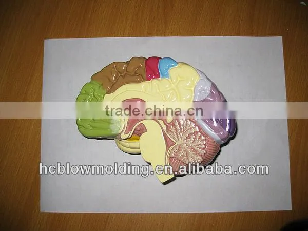 OEM anatomical cardiopulmonary model/anatomical model/teeth model/eyes model/plastic organ model