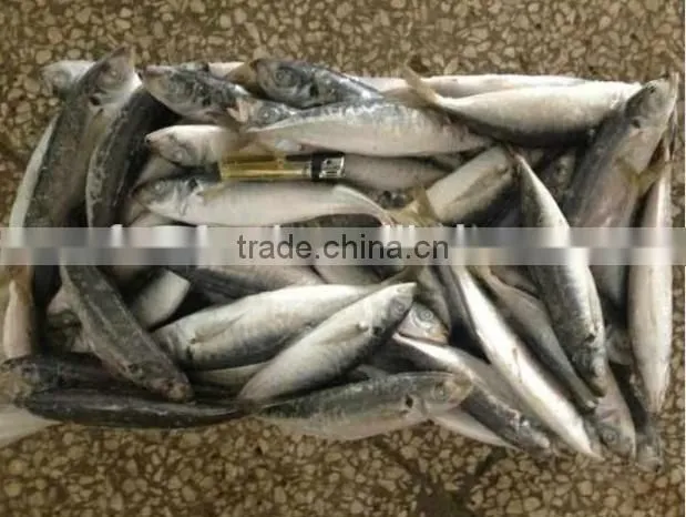 Frozen Horse Mackerel Fish