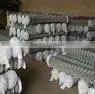 Chain Link Fence (Manufacturer)