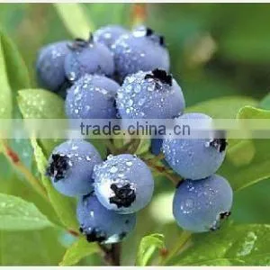 shanghai coffee bean classifier machine/soybean grading machine/blueberry grading machinery/blueberry sorting