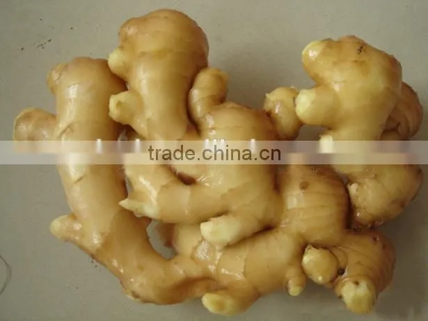 Chinese fresh ginger export price 2016