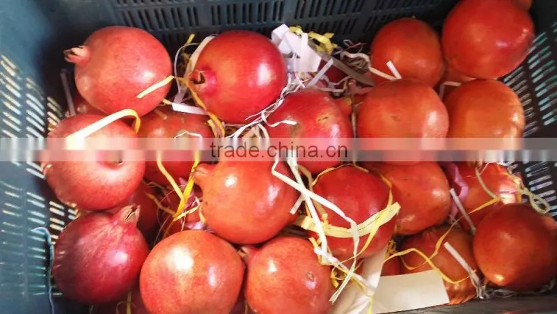 Fresh Pomegranate Fruit Supplier in India / Malaysia / Singapore / Dubai / Maldives / Sri Lanka
