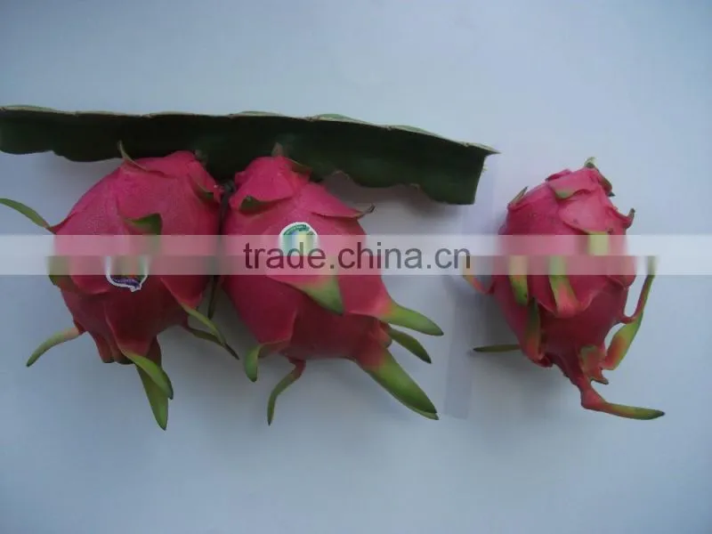 100% Natural Fresh Dragon Fruit from Vietnam-Ms Ha 84974258938