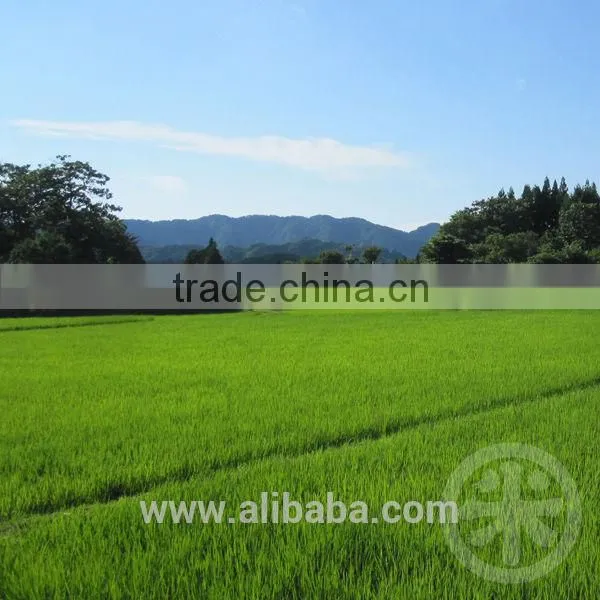 High quality organic japonica rice retail with JAS certified
