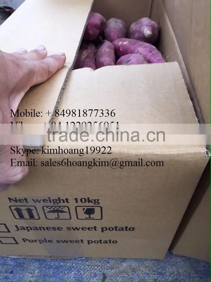 Export fresh sweet potato, good price/ HKVIMEX