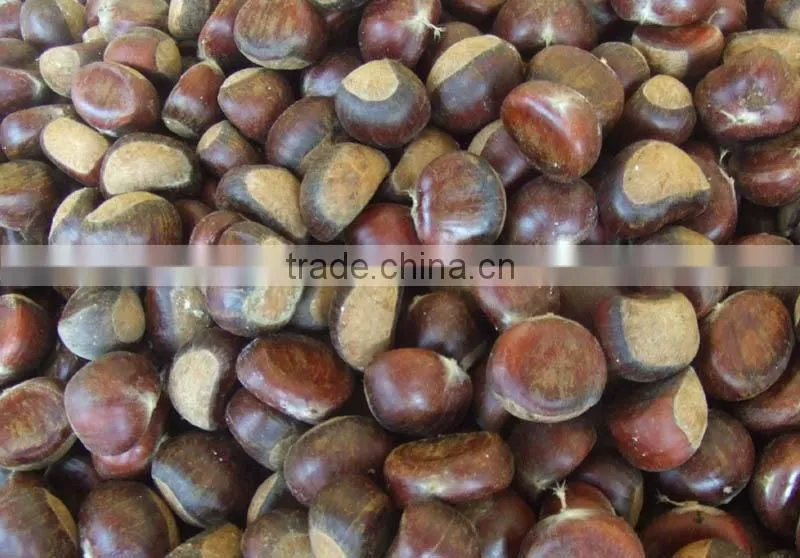 mesh bag chestnuts