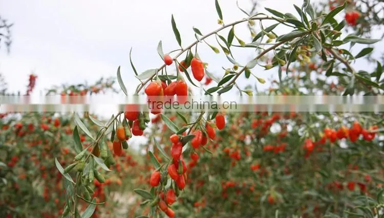 Dried goji berry for sex