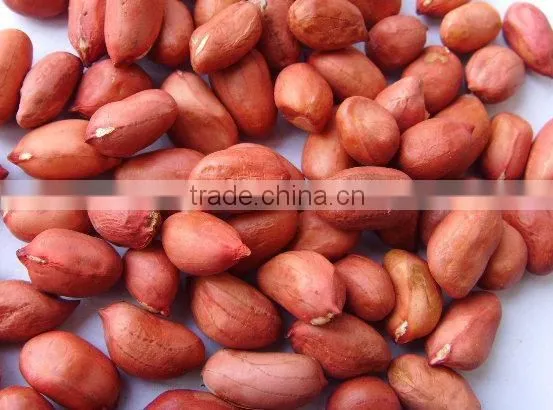 shandong new crop blanched peanut kernels