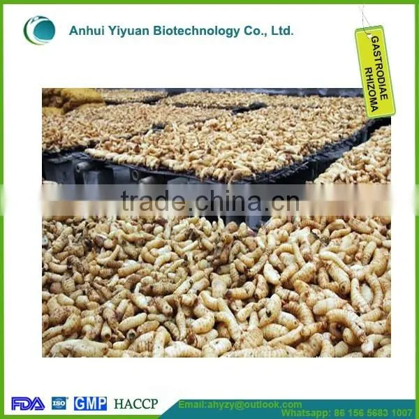 100% Top Grade Gastrodiae Elata Popular Gastrodia Tuer