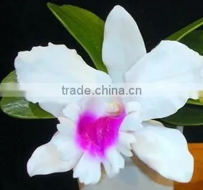 Fabric Flower