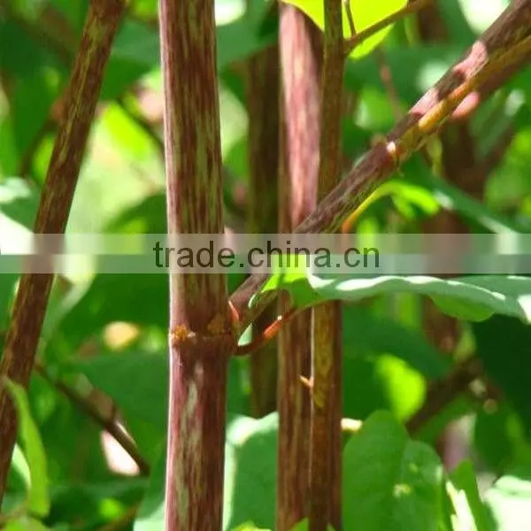 Natural Additive Winemaking Resveratrol