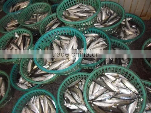 Frozen horse mackerel with middle sizes