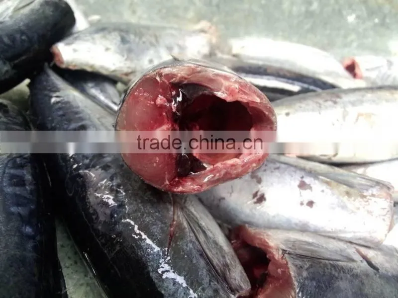 2015 frozen bonito HGT 150-300g/pc new processing