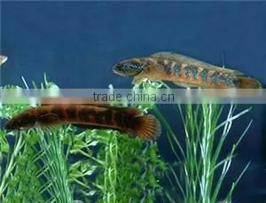 aquatic product to promote algae growth