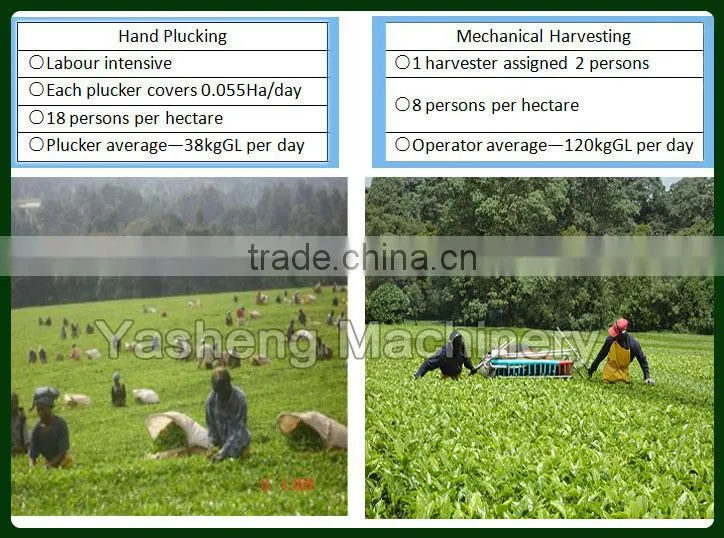 High Quality Tea Harvester for Sale