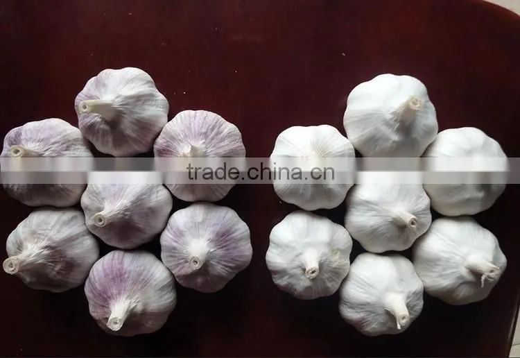 China Red Garlic Price Store Garlic
