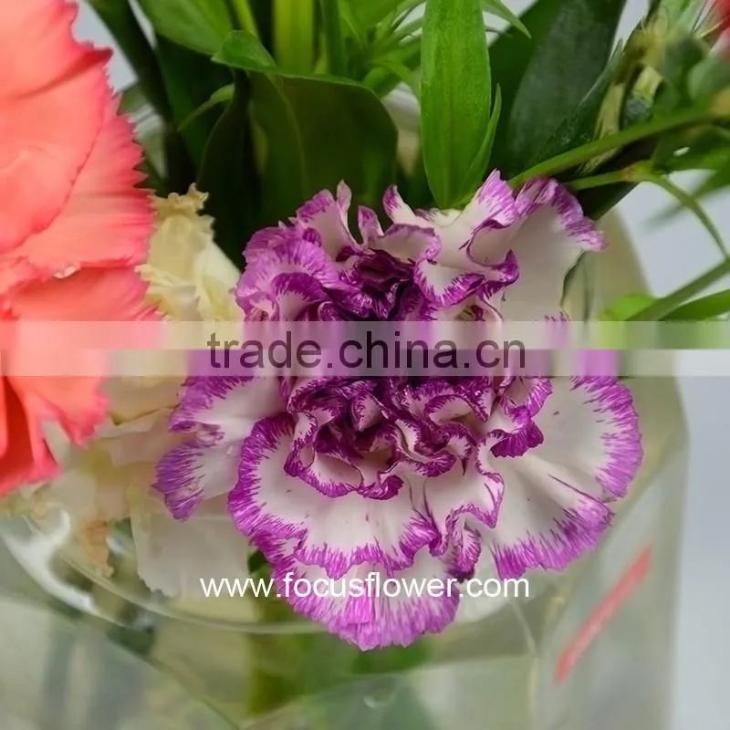 Best Selling Cut Flower Carnations As Gifts Purple Cheap Price Carnation