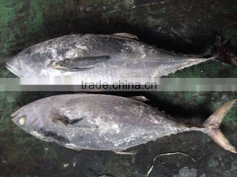 2016 newly coming fish 750g+ Frozen Whole Round Tuna