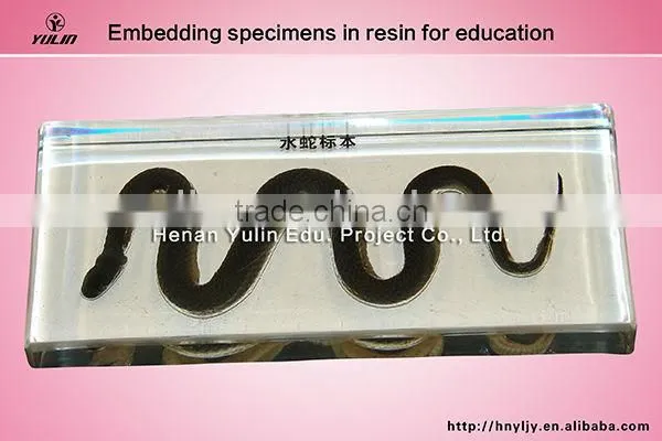 3D primary school standard (reptile)water snake specimen for biology teaching