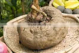 100% Natural Konjac Konnyaku root Powder