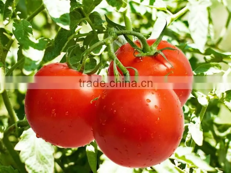High quality tomato paste /sauce in can /pouch /jar /tube canned tomato sauce