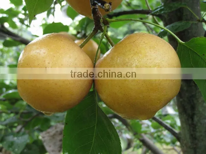 Chinese fresh Fengshui pear