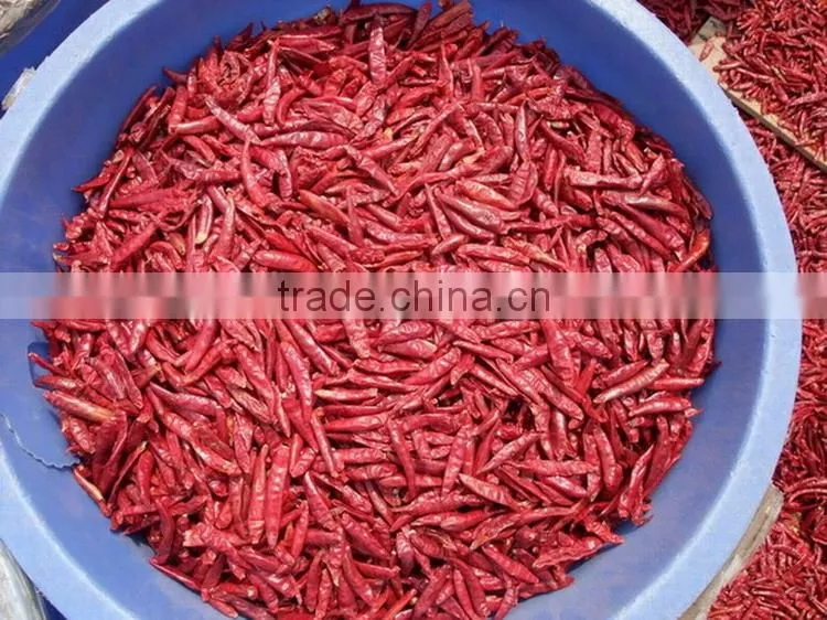 New crop CHILE JAPONES