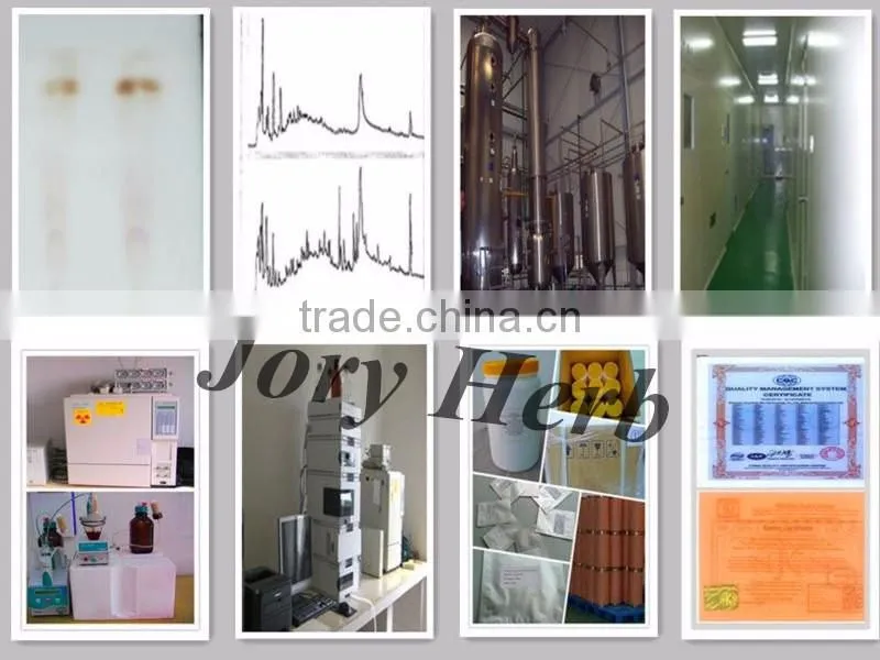 Professional Manufacturer Supply Reishi Mushroom Extract Powder