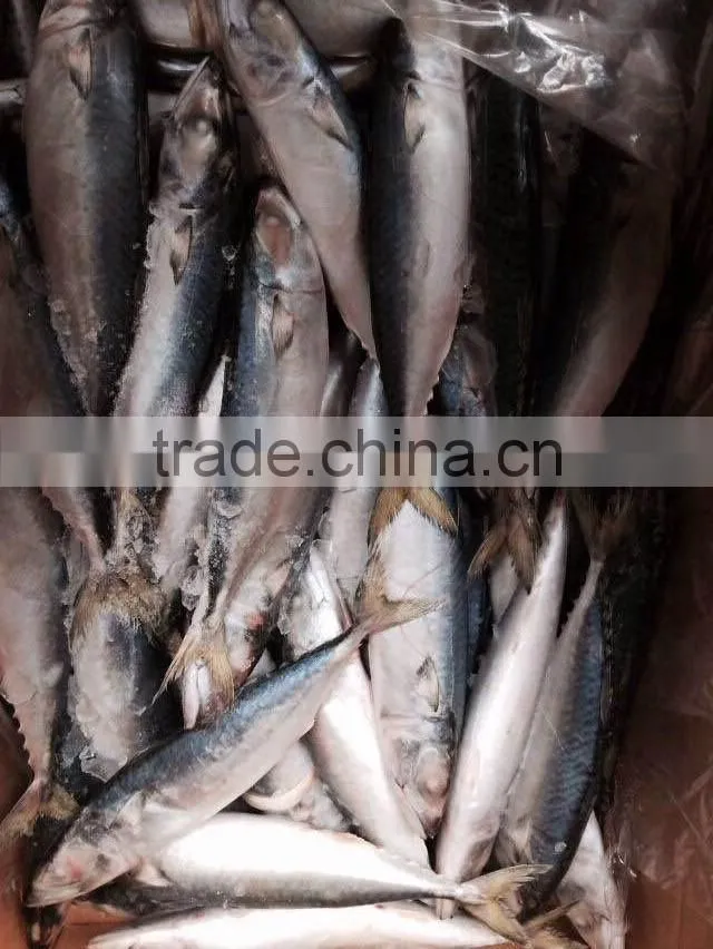 Frozen Mackerel Prices