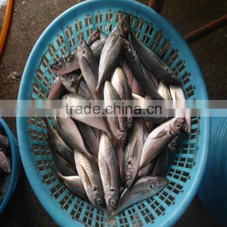 Canned fish horse mackerel japanese horse mackerel fish