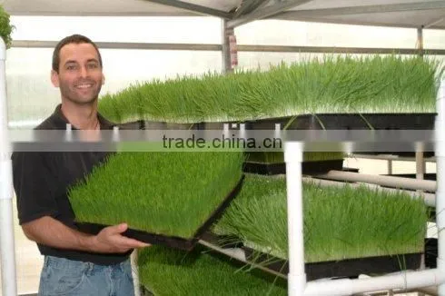 New Stainless Steel Wheat Grass/Hand Juicer/Manual Wheatgrass Extractor