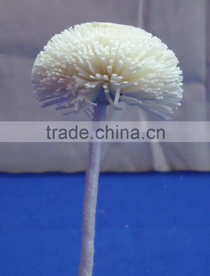 Sola flower