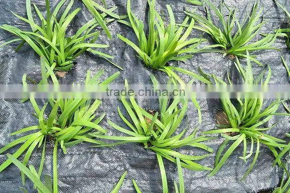 Newest weed barrier /weed control fabric
