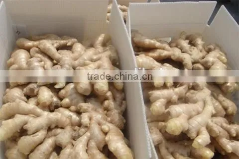 New crop drying ginger with high quality