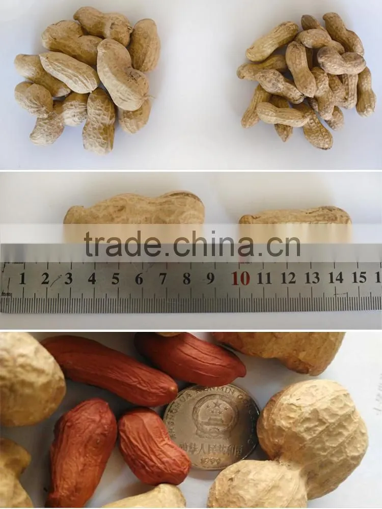 organic big peanut seed for increase corp yield