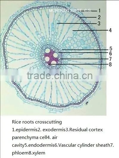 Student study Plant biological cell prepared roots microscope slides set