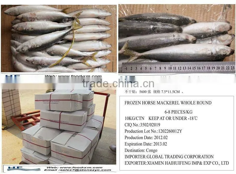 Sea frozen horse mackerel for sale