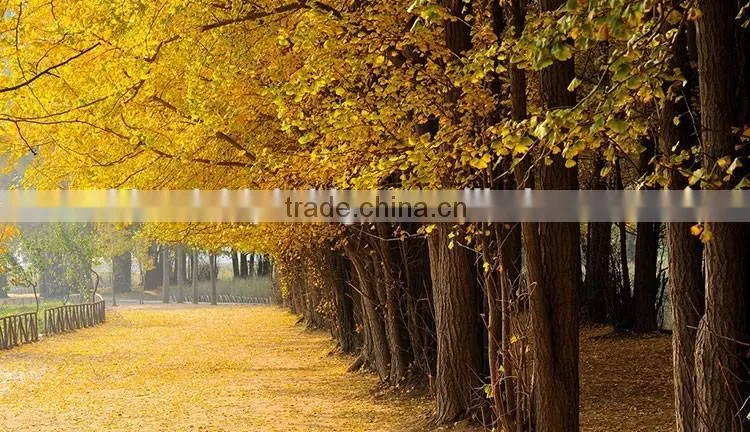 ginkgo biloba fruit tree seedling