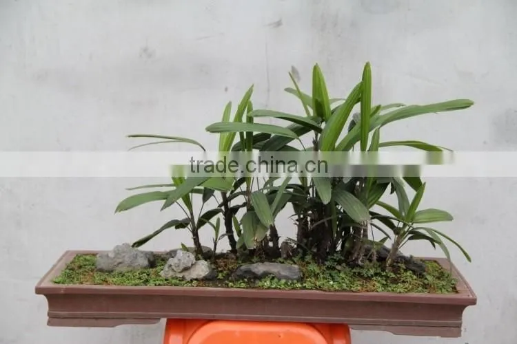 bamboo seedling