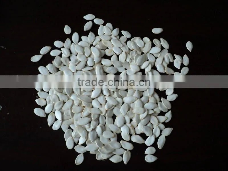 New crop Snow White Pumpkin seeds in shell size 12 cm