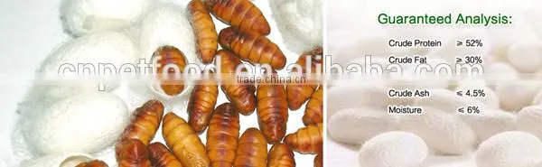 sale prices sun conure parrot koi worm silkworm pupae