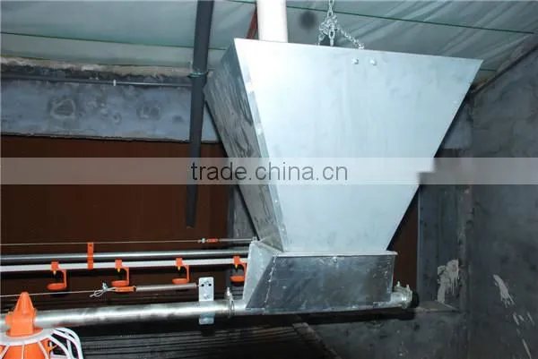 Meat chicken poultry feeding line
