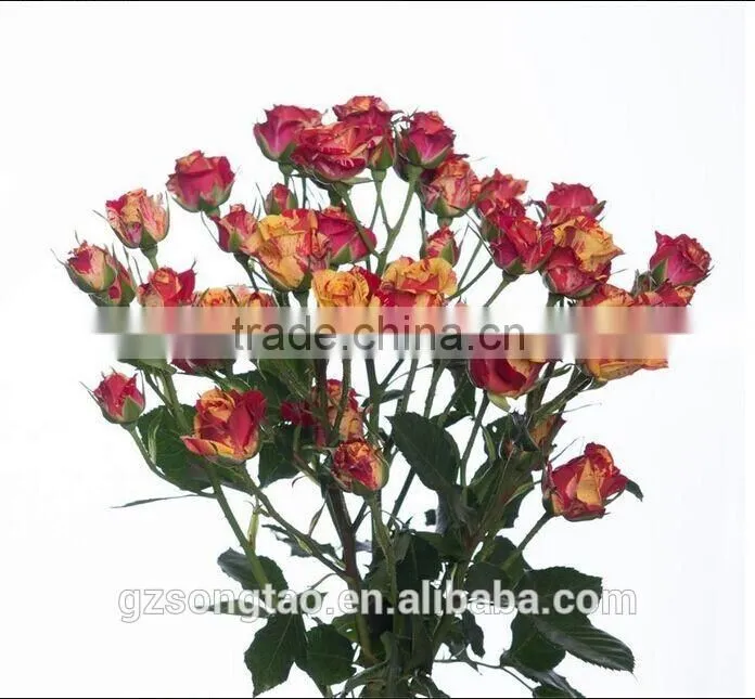 Chinese wonderful and beautiful Rose , similation 90%with hand touch artificial chinese rose for sale